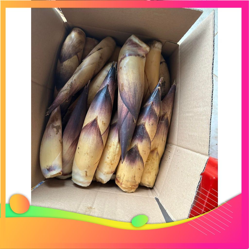 [ MIỄN SHIP ] 5kg Măng Vầu Ngọt Tây Bắc -  đặc sản Vùng Đất Tổ Phú Thọ,