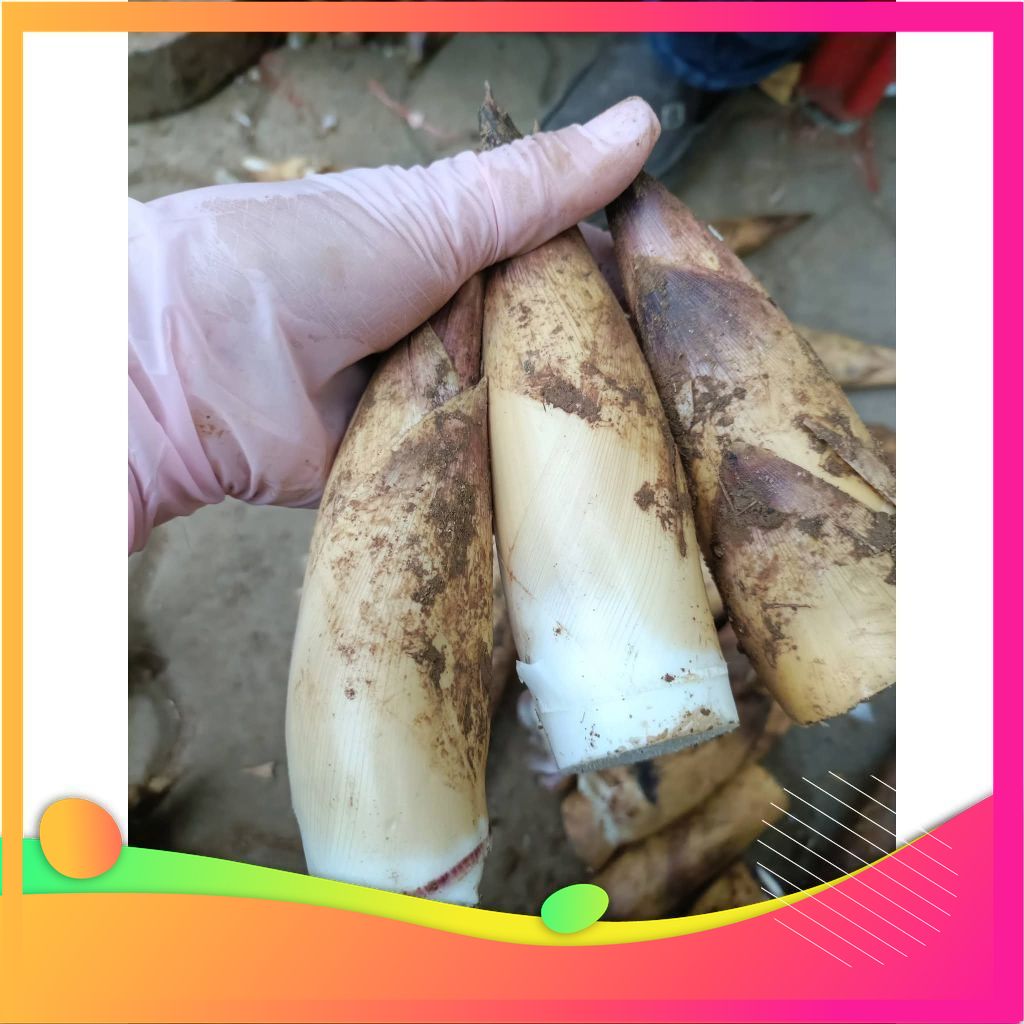 [MIỄN SHIP TOÀN QUỐC] 1KG Măng vầu ngọt tây bắc 1kg chỉ 65k ưu đãi hôm nay-đặc sản Vùng Đất Tổ Phú Thọ