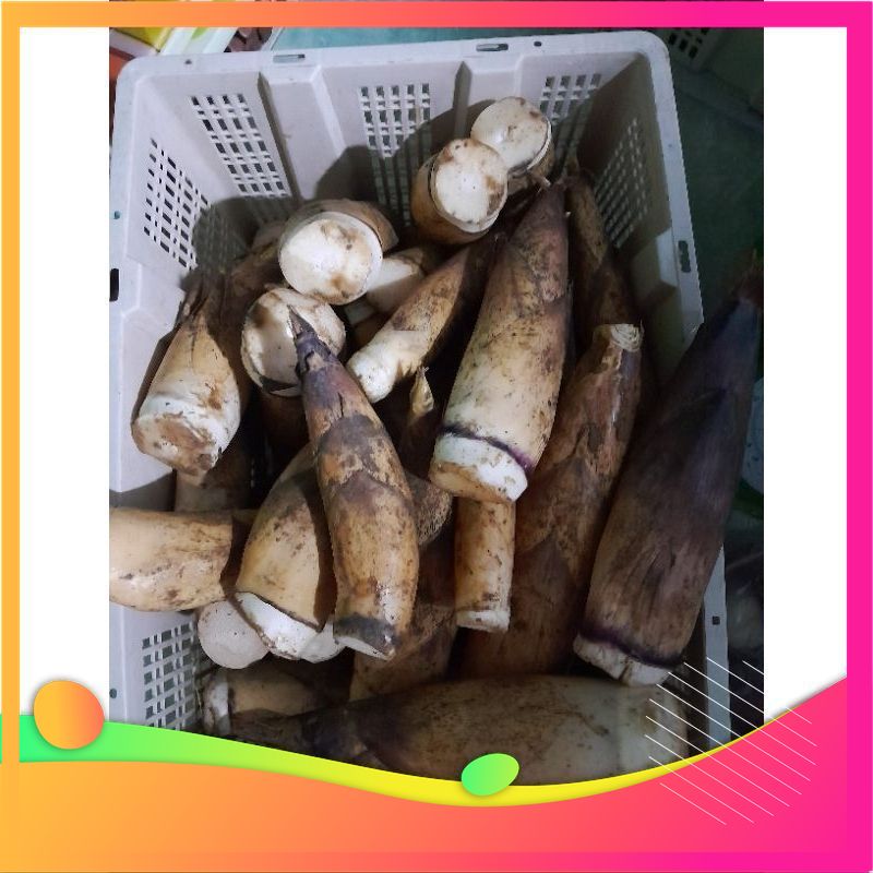 [MIỄN SHIP TOÀN QUỐC] 2kg măng vầu ngọt Tây Bắc -  đặc sản Vùng Đất Tổ Phú Thọ