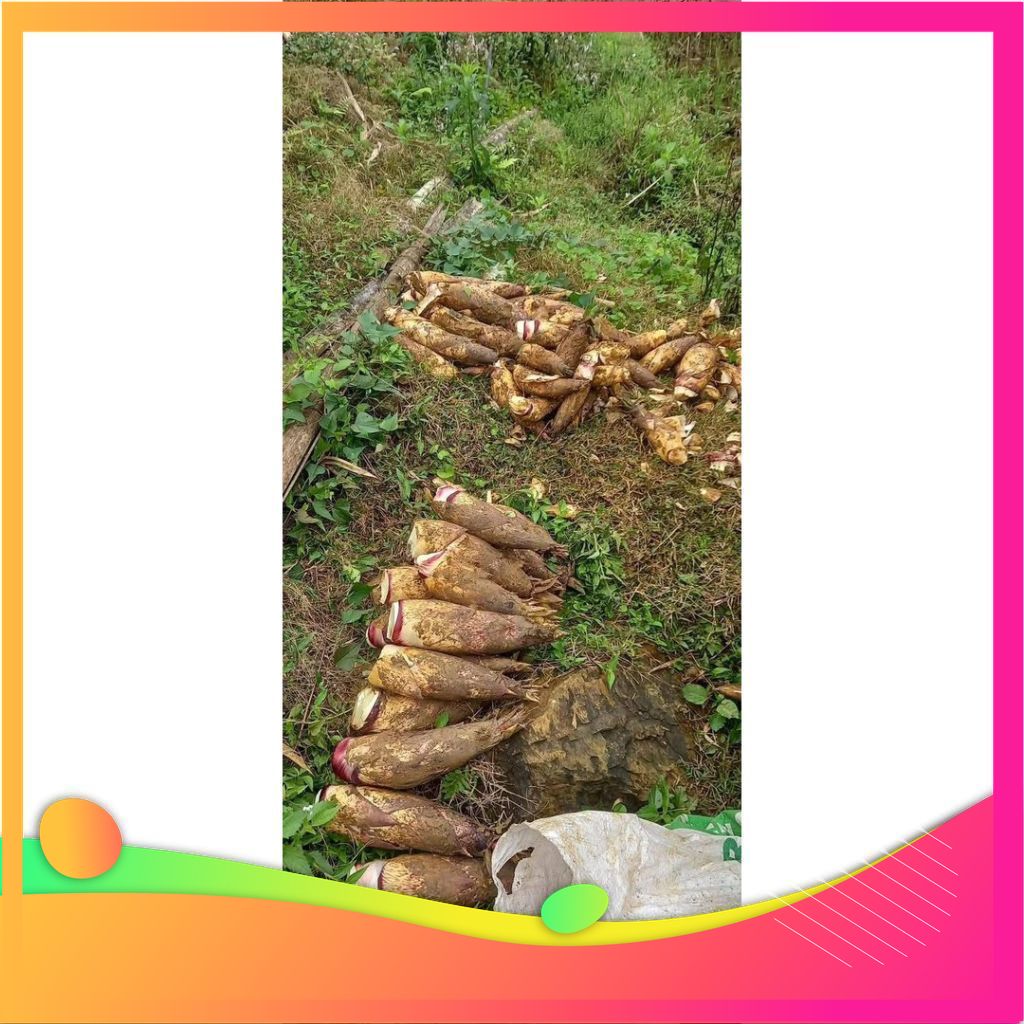 [MIỄN SHIP TOÀN QUỐC] 2KG đặc sản măng vầu ngọt Tây BẮc đặc sản Vùng Đất Tổ Phú Thọ