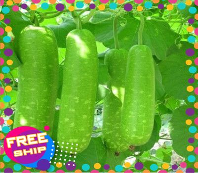 [XANHGRI-giao hàng toàn quốc] 1kg, 3KG QUẢ BẦU tươi được thu hoạch từ những ruộng rau sạch & AN TOÀN