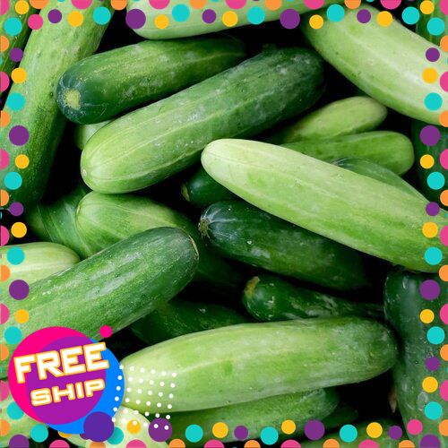 [XANHGRI - SẠCH & AN TOÀN] [ 500gr/1kg/3KG ] Dưa leo SẠCH 100%.