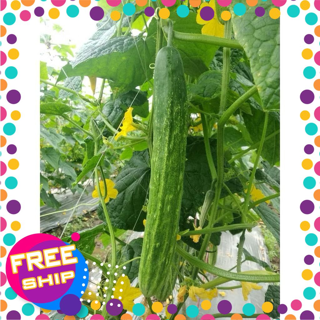 [XANHGRI - Tươi & Sạch][2kg-5kg] Dưa chuột nếp non giòn, tươi ngon